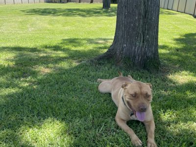American Staffordshire Bull Terrier – Tahmoor