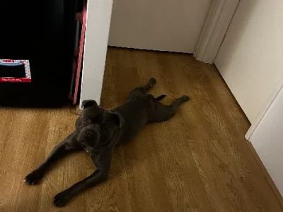 Staffordshire Bull Terrier – Wellard