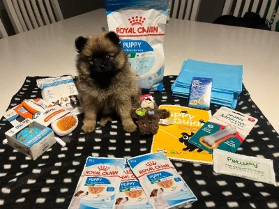 Pomeranian – Bertram