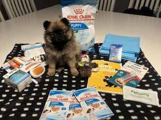 Pomeranian – Bertram