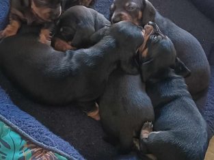 Miniature Dachshund – Belmont