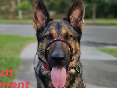 German Shepherd – Lydia Deas