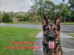 German Shepherd – Lydia Deas