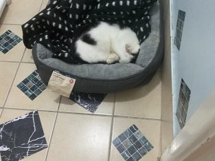 Domestic Short Hair (DSH) – Slacks Creek