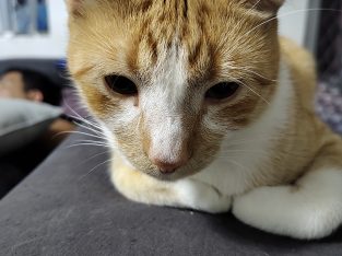 Domestic Short Hair (DSH) – Merrylands