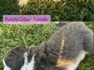 Border Collie – Cooroy