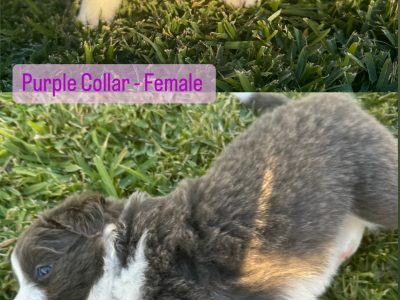 Border Collie – Cooroy
