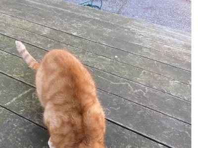 Domestic Short Hair (DSH) – Dana Boudiab