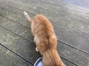 Domestic Short Hair (DSH) – Dana Boudiab