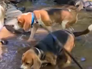 Beagle – Victoria Point