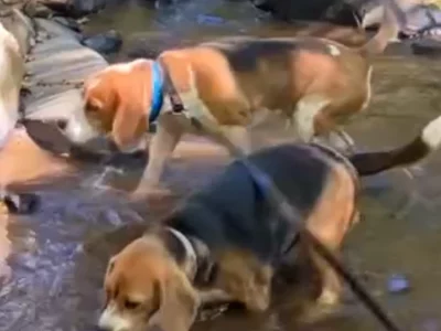 Beagle – Victoria Point