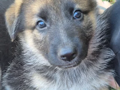 German Shepherd – Greenbank