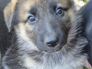 German Shepherd – Greenbank