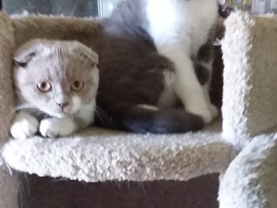 Scottish Fold – Tiaro