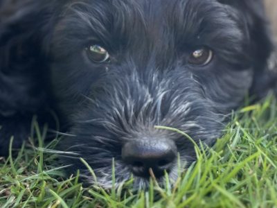 Labradoodle – Mudgeeraba