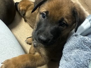 Belgian Malinois – Kilsyth South