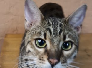 Cats – BestBengals