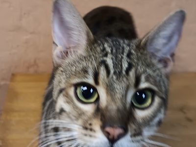 Cats – BestBengals