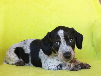 Dachshund – Leichhardt