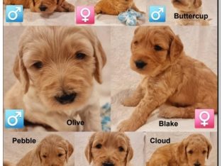 Dogs – Castlemaine