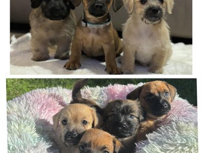 Dachshund – Charlestown