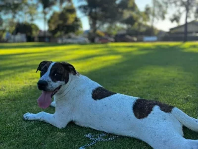 German Shorthaired Pointer – Allenby Gardens