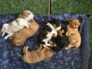 Cavalier King Charles Spaniel – Highland Park