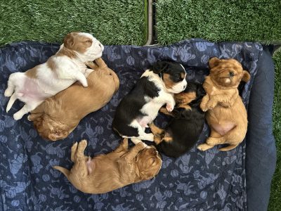 Cavalier King Charles Spaniel – Highland Park