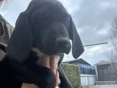 German Shorthaired Pointer – Colac