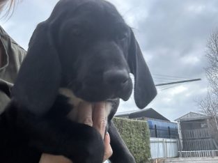 German Shorthaired Pointer – Colac