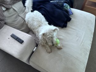 West Highland Terrier – Macquarie Hills