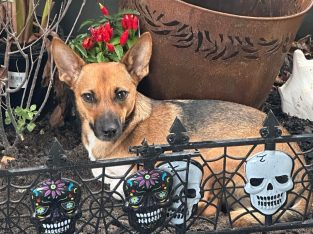 Pomeranian – Aveley