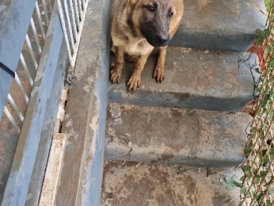 Belgian Shepherd Dog – Seven Hills