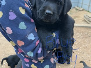 Labrador Retriever – Avoca