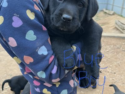 Labrador Retriever – Avoca