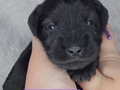 Schnauzer (Miniature) – Brisbane