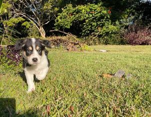 Bearded Collie – Rochedale South
