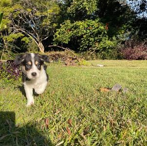 Bearded Collie – Rochedale South