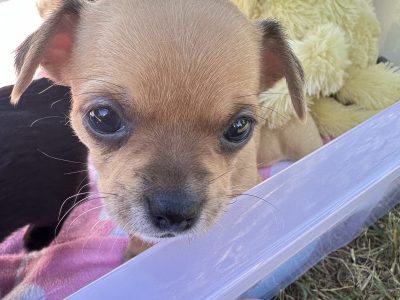 Chihuahua – Highland Park