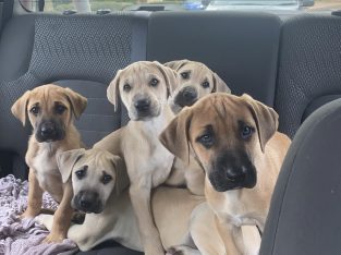 Bullmastiff – Thornton