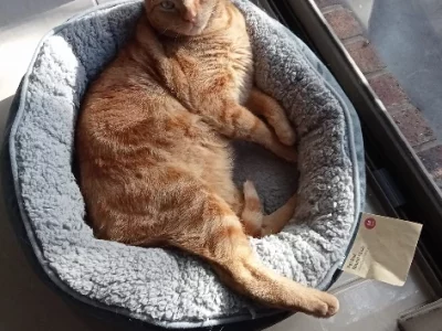 Domestic Short Hair (DSH) – Hampton Park