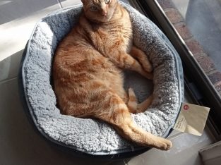 Domestic Short Hair (DSH) – Hampton Park