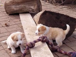 Border Collie – Tanunda