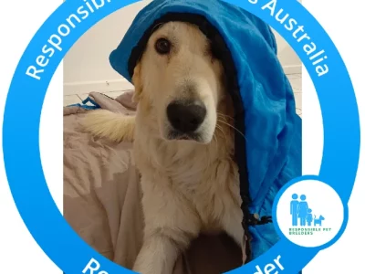 Maremma Sheepdog – Salisbury North