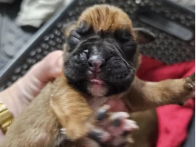 Boxer – Black River