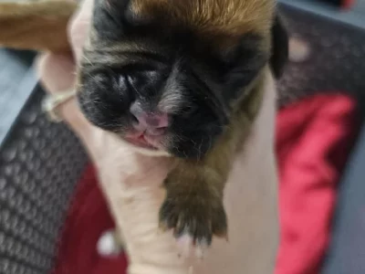 Boxer – Black River