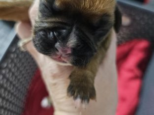 Boxer – Black River