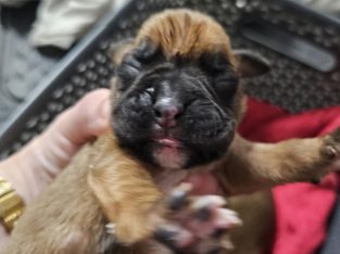 Boxer – Black River