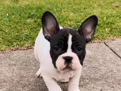 French Bulldog – Sale
