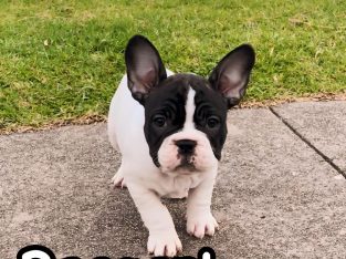 French Bulldog – Sale